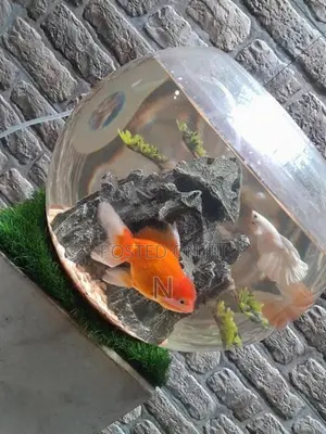 Gold Fish