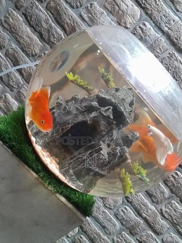 Gold Fish