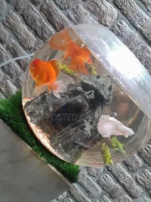 Gold Fish