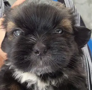 Doggies World