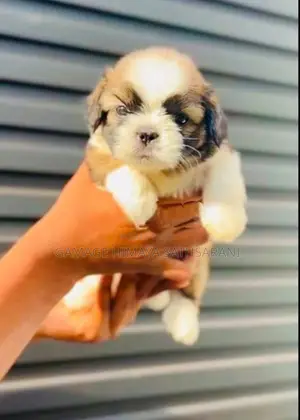ShihTzu Puppies