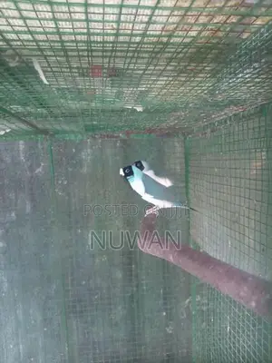 Gouldian Bird