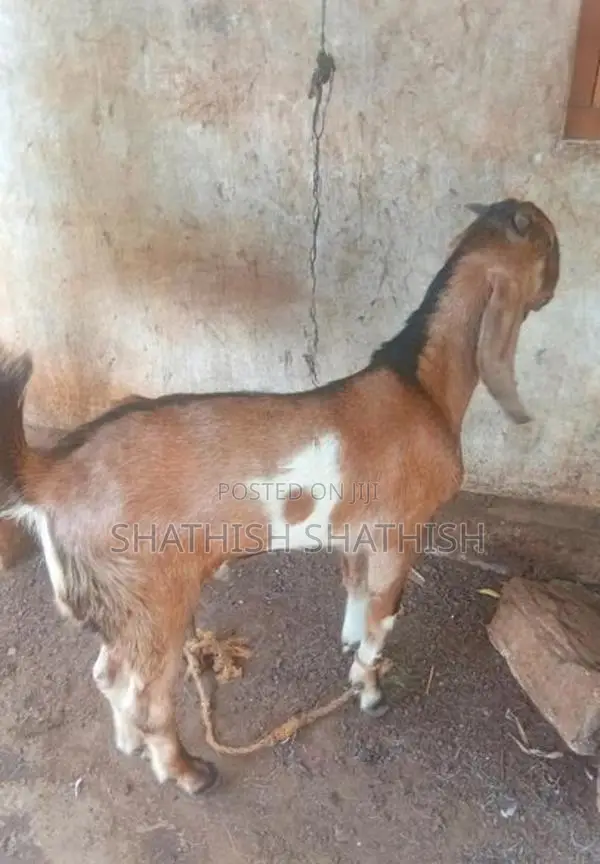 Farm Goat