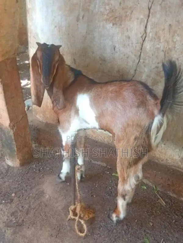 Farm Goat
