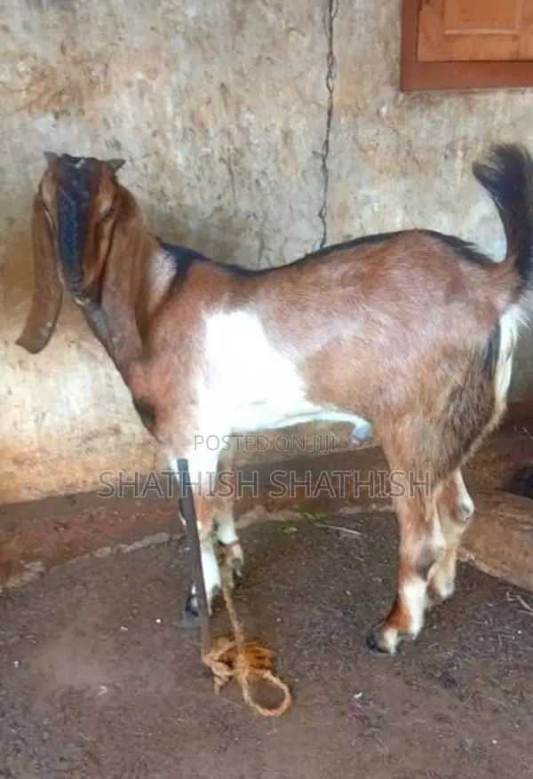 Farm Goat