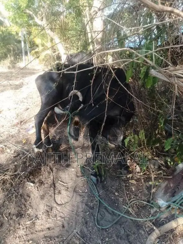 ලාබ මුදලකට කිරි එලදෙනක්