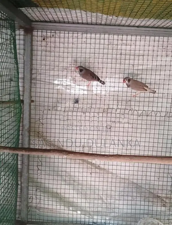 Finches Birds