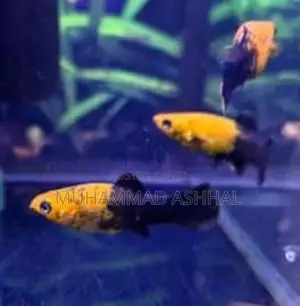 Molly Fish Female With Male