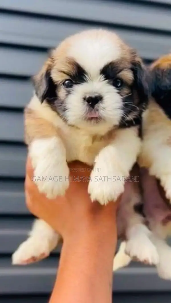 Shitzu Puppies