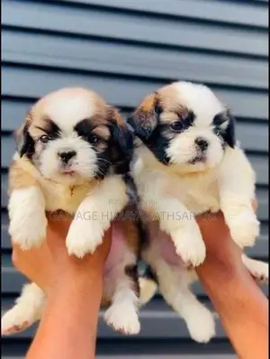 Shitzu Puppies