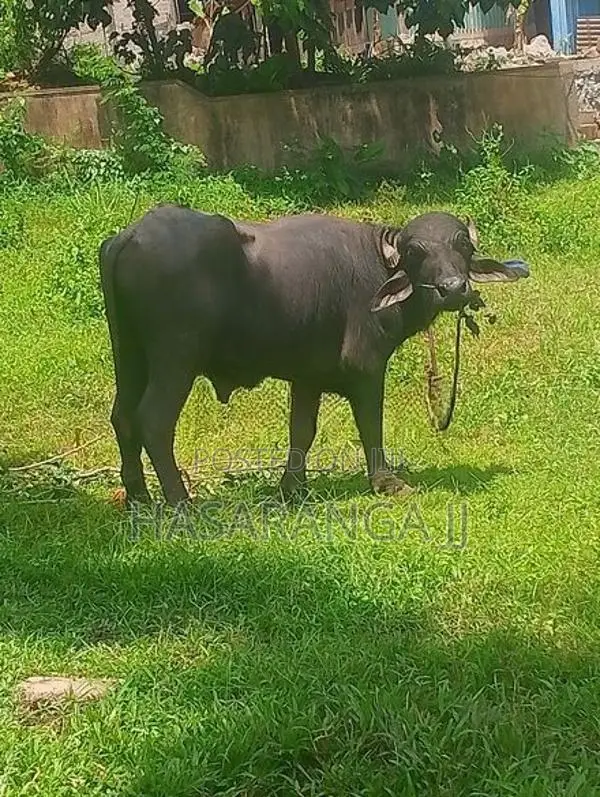 මී වස්සා
