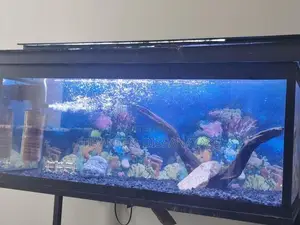 Fish Tank With All Accessories