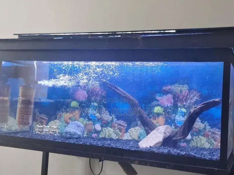 Fish Tank With All Accessories