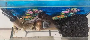 Fish Tank With All Accessories