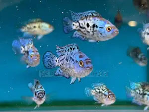 Electric Blue Jack Dempsey