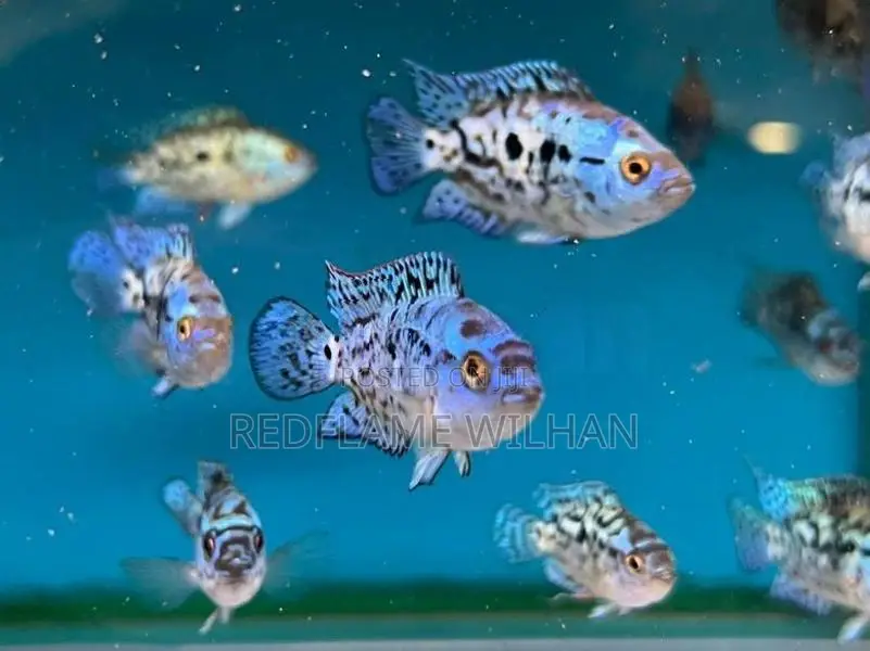 Electric Blue Jack Dempsey