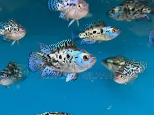 Electric Blue Jack Dempsey