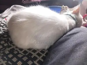 Mix Persian