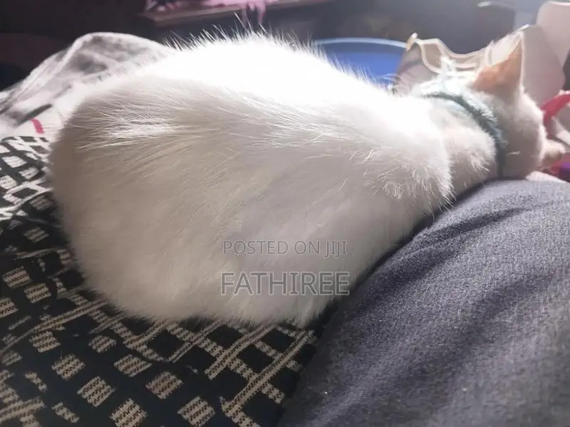 Mix Persian