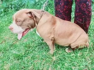 American Bully Dog
