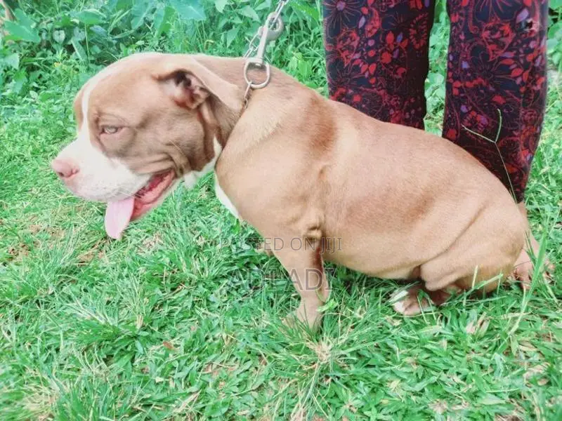 American Bully Dog