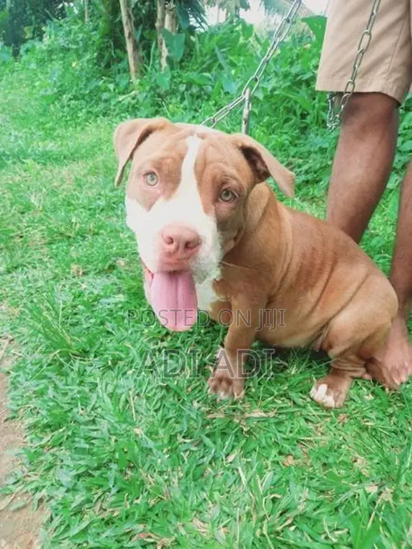American Bully Dog