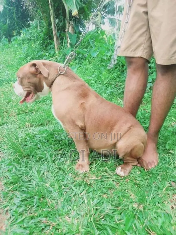 American Bully Dog