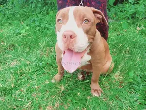 American Bully Dog