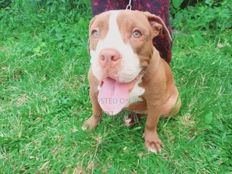 American Bully Dog
