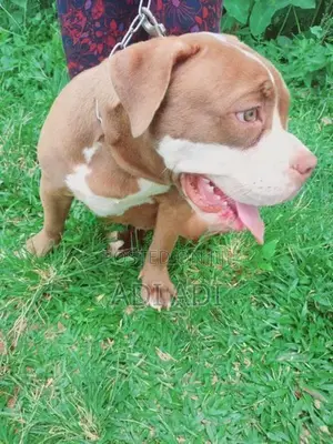 American Bully Dog