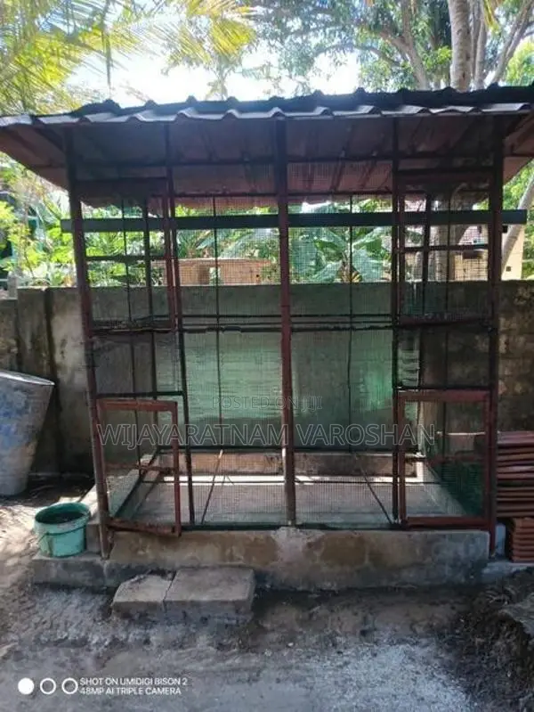 Big Cage