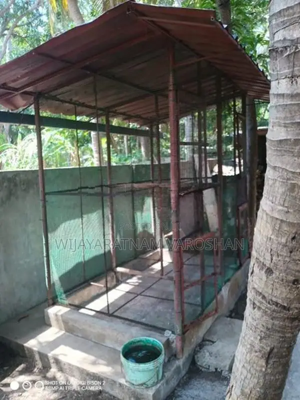 Big Cage