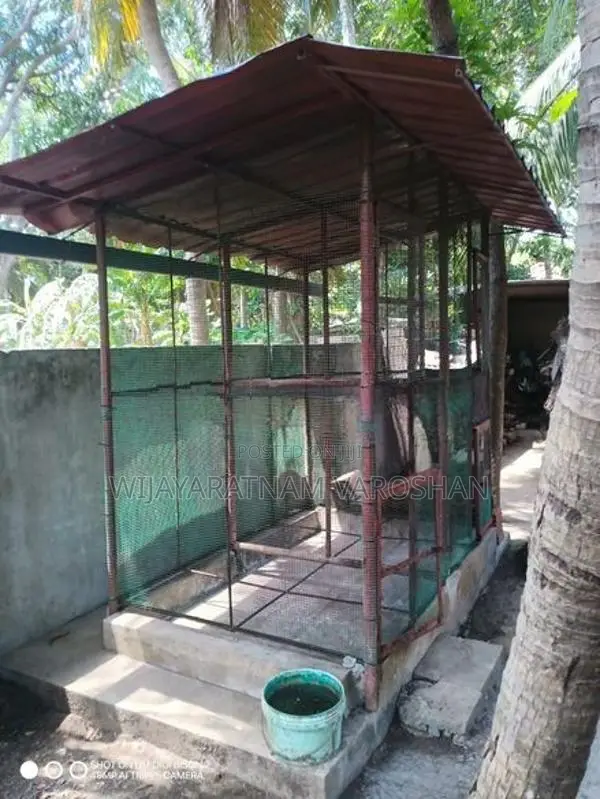 Big Cage