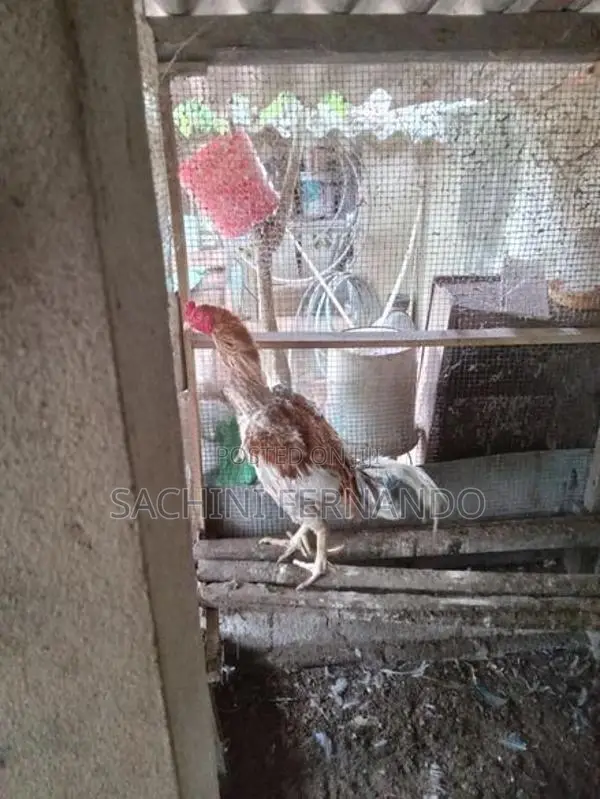 කුකුළෙකු .