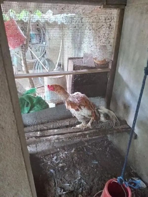 කුකුළෙකු .