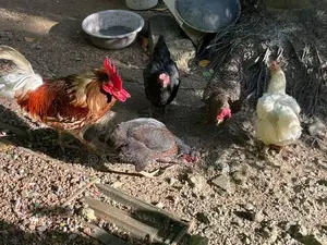 2 Rooste Hens