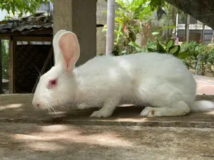 Rabbit