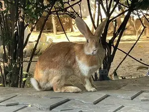 Rabbit