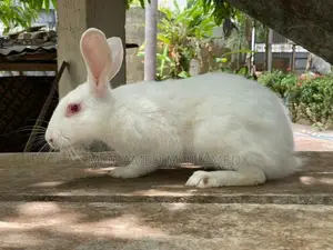 Rabbit