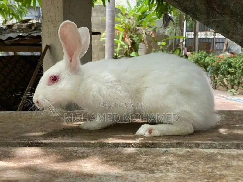 Rabbit