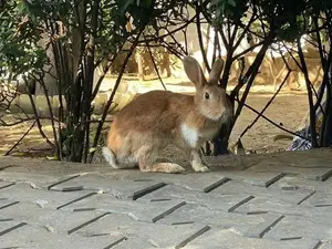 Rabbit