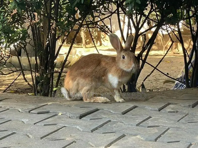 Rabbit