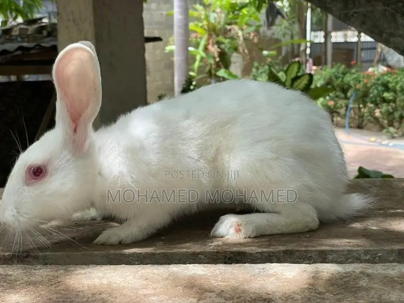 Rabbit