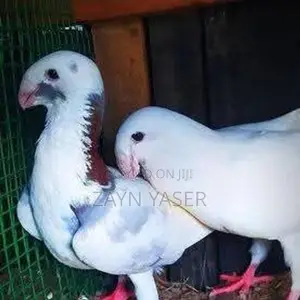 Hood With Healthy / One Racing Pigeon Two Beauty homer's