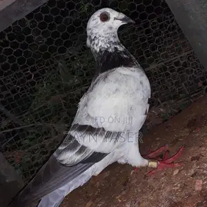 Hood With Healthy / One Racing Pigeon Two Beauty homer's