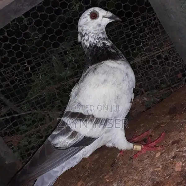 Hood With Healthy / One Racing Pigeon Two Beauty homer's