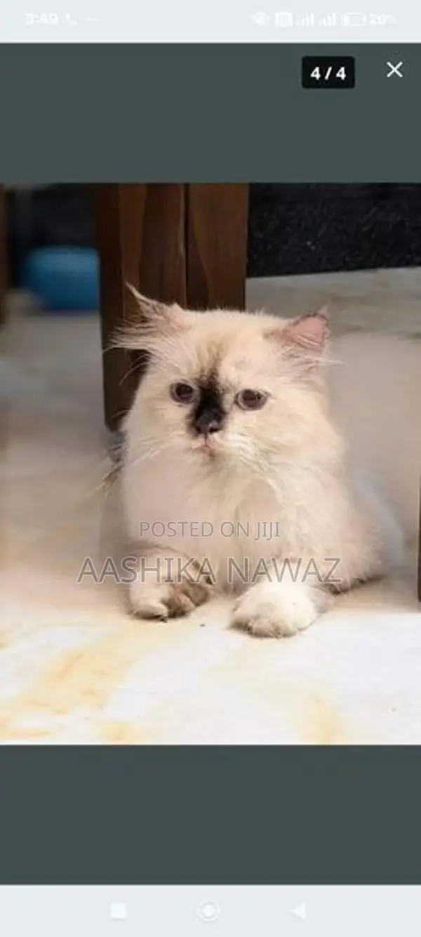 Persian Cat