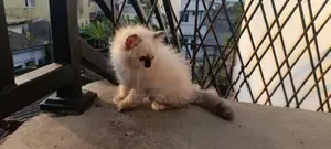 Persian Cat