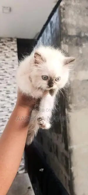 Persian Cat