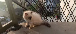 Persian Cat